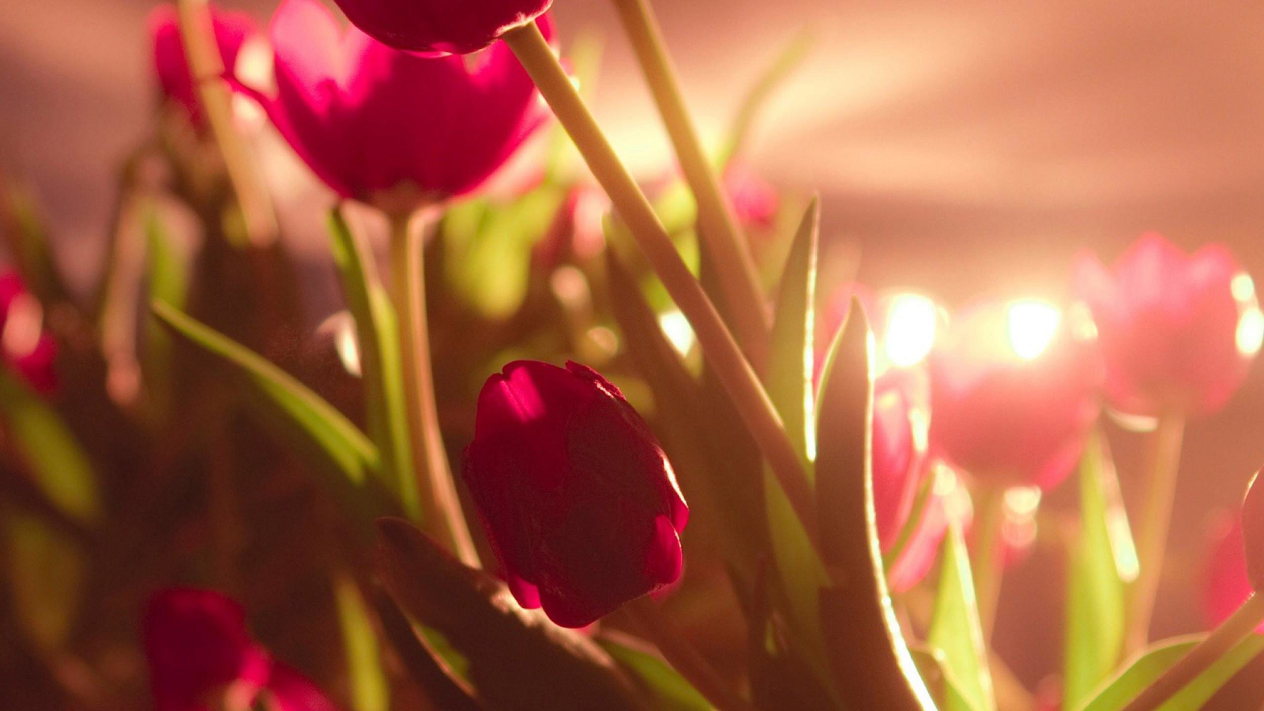 Red Flowers Photo Free Download HD Wallpapers Backgrounds Images